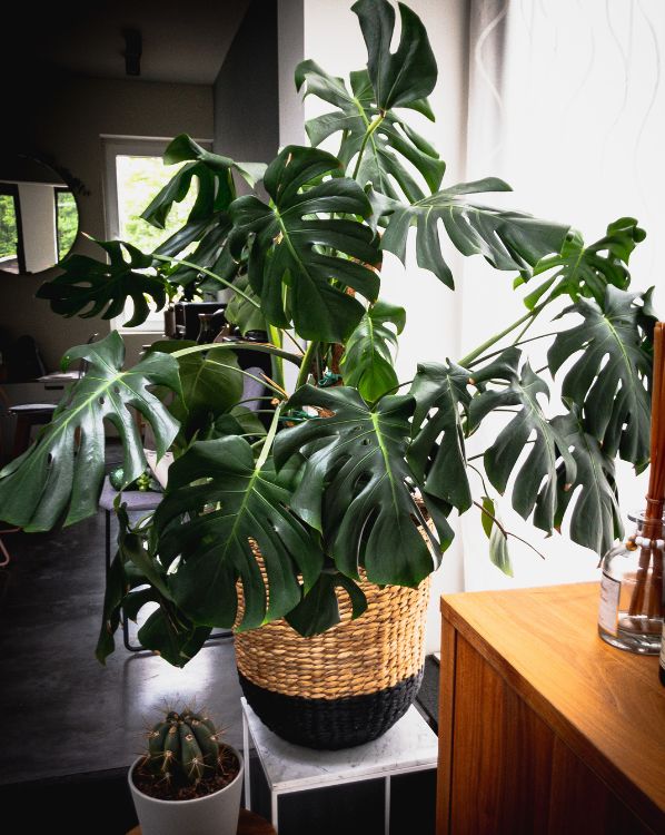 Monstera deliciosa in pot_3