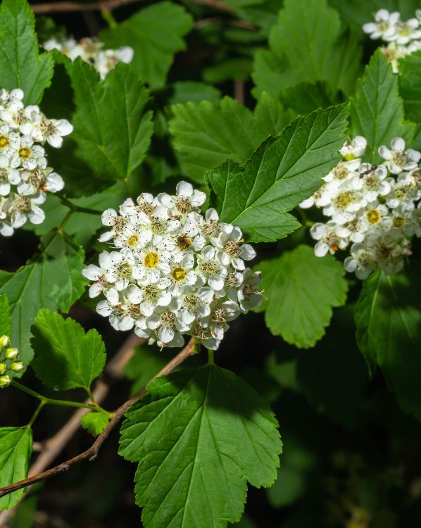 Ninebark