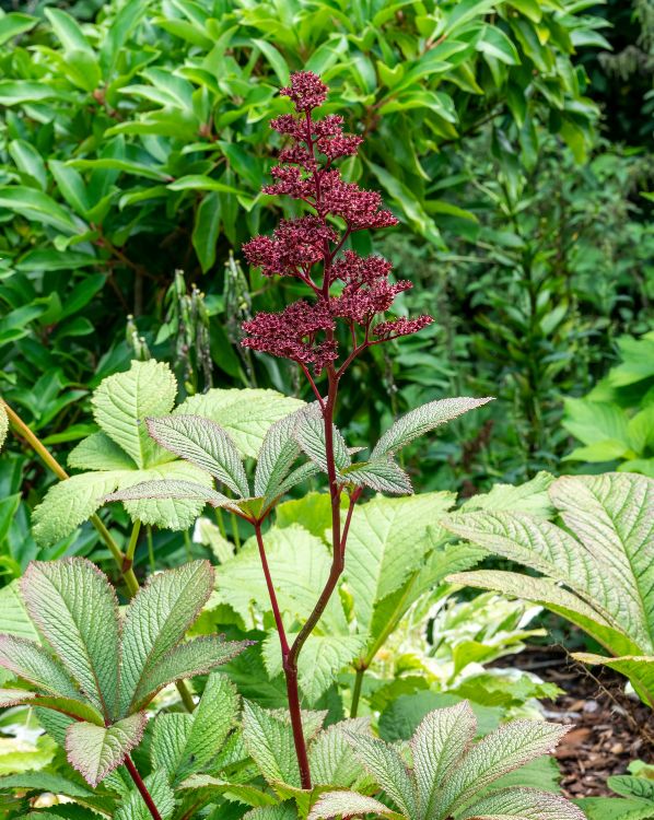 Rodgersia