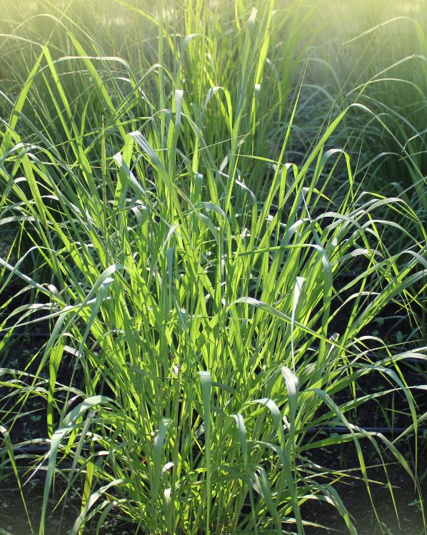Switchgrass