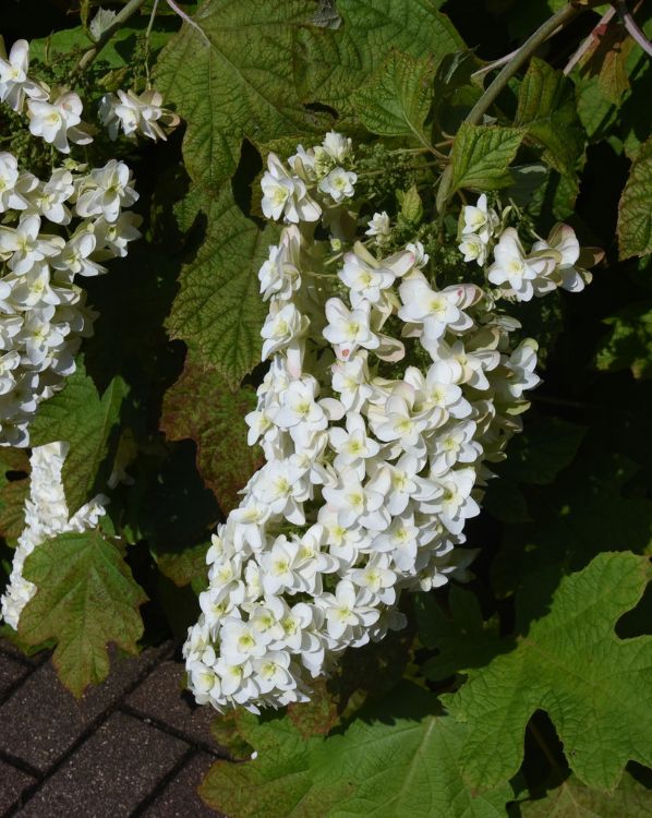 oakleaf hydrangea_3