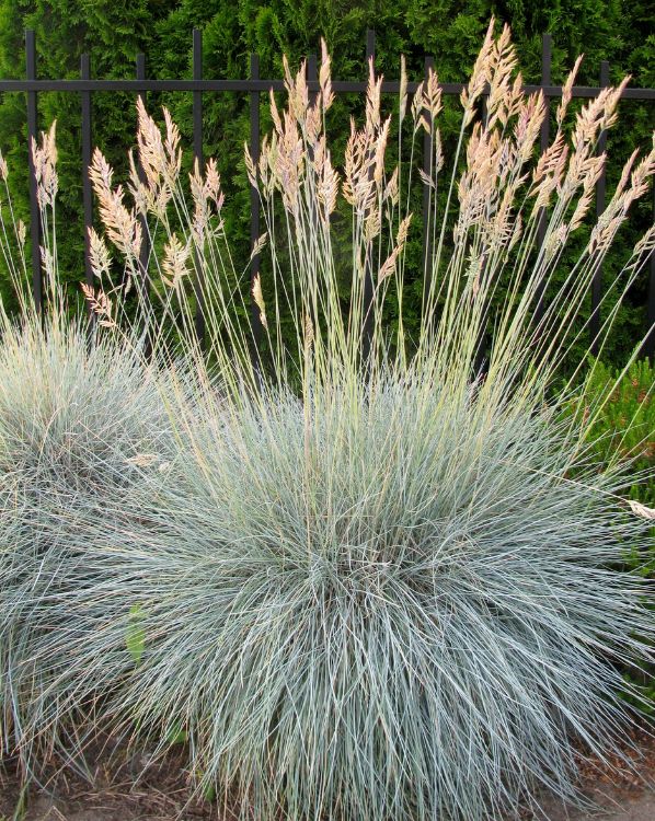 Blue Fescue