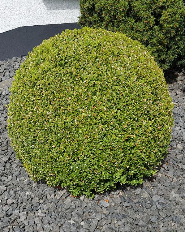 Boxwood_3