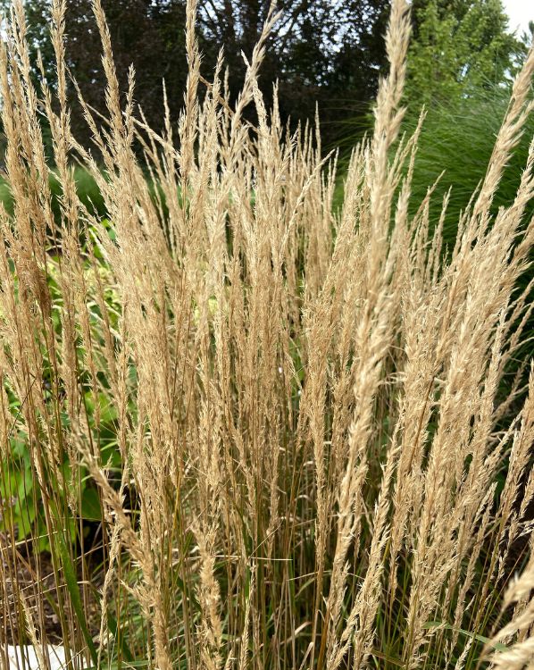 Feather Reed Grass