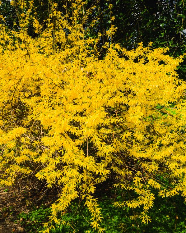 Forsythia
