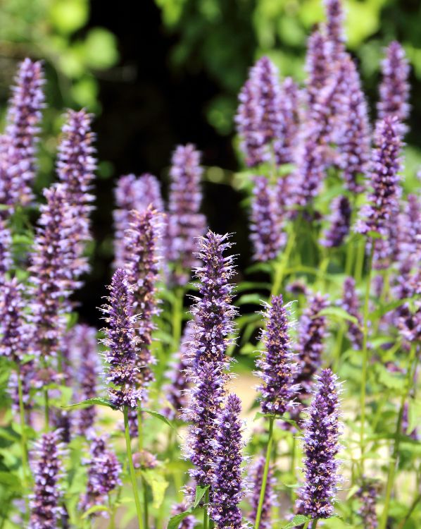 Hyssop_3