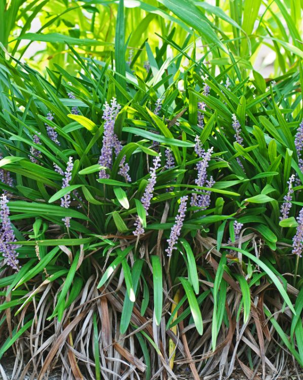 Liriope_3