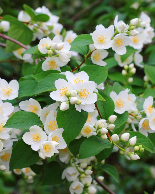 Mock orange_3
