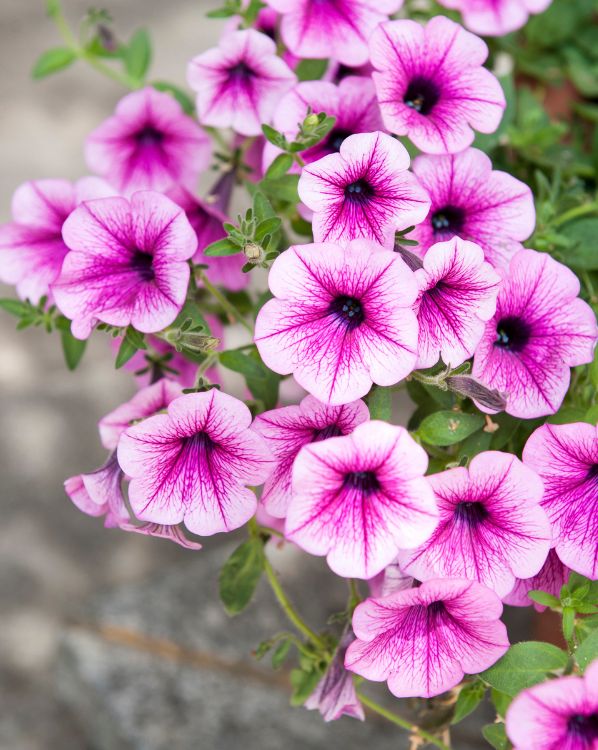 Petunia_3