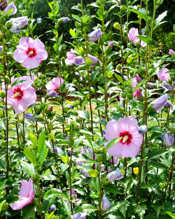 Rose of Sharon