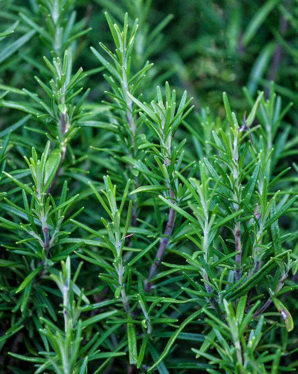 Rosemary_3