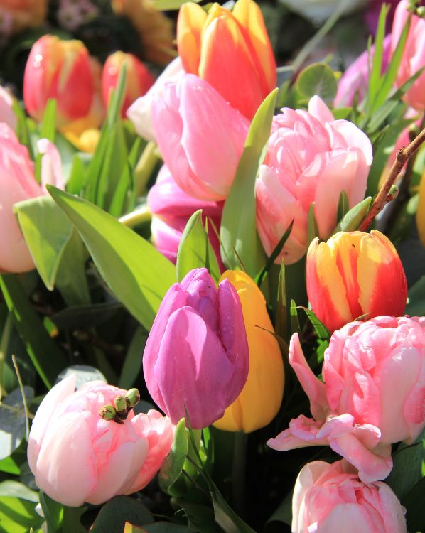 Tulips_3