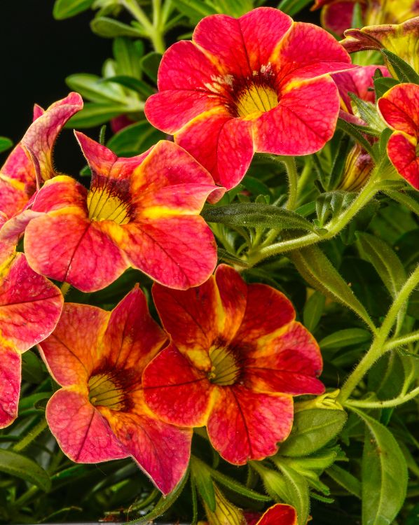 Calibrachoa_3