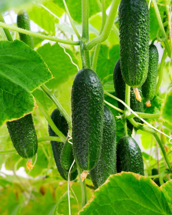 Cucumbers_3