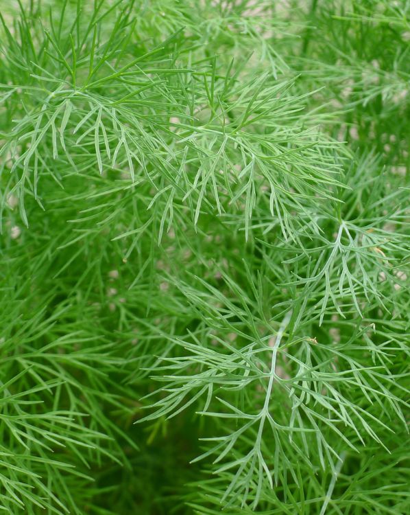 Dill_3