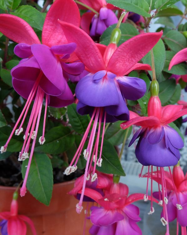 Fuchsias pot_3