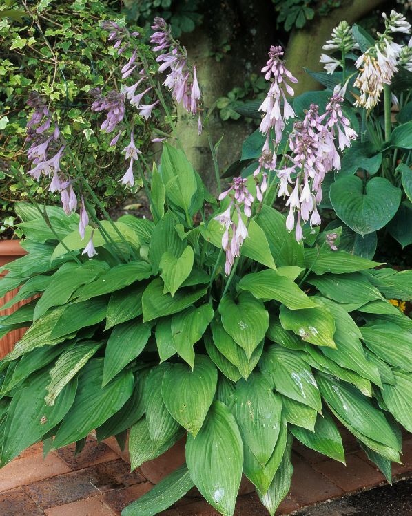 Hostas_4