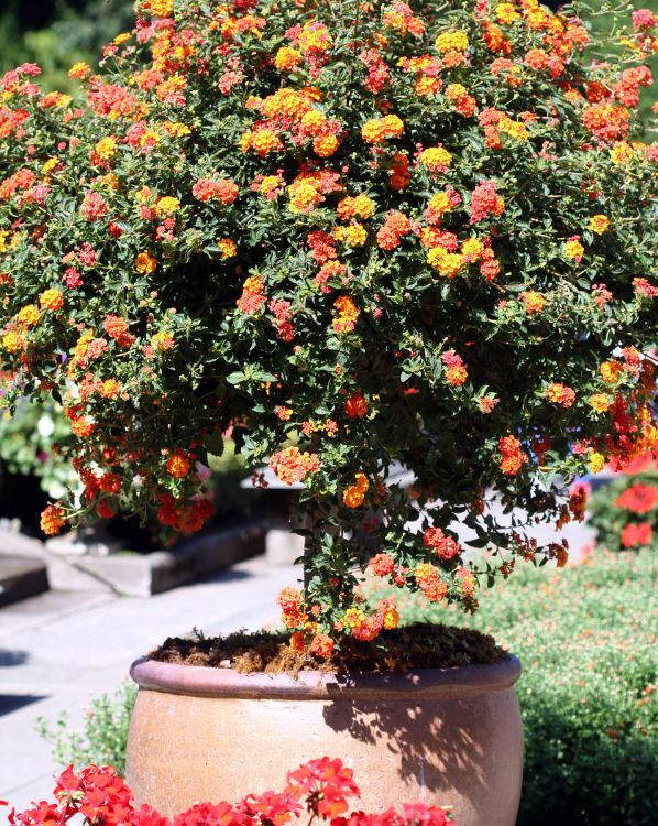 Lantana_3