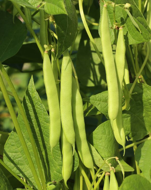 Bush beans