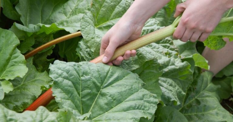 When and How to Pick Rhubarb Properly - MelodyRepeat