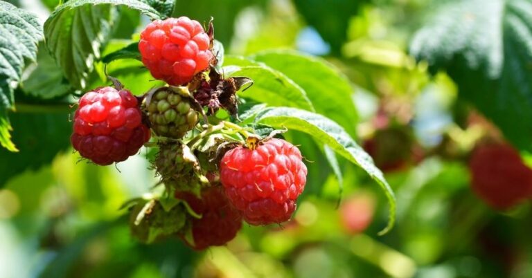 A Complete Guide to Caring for Raspberries in Winter - MelodyRepeat