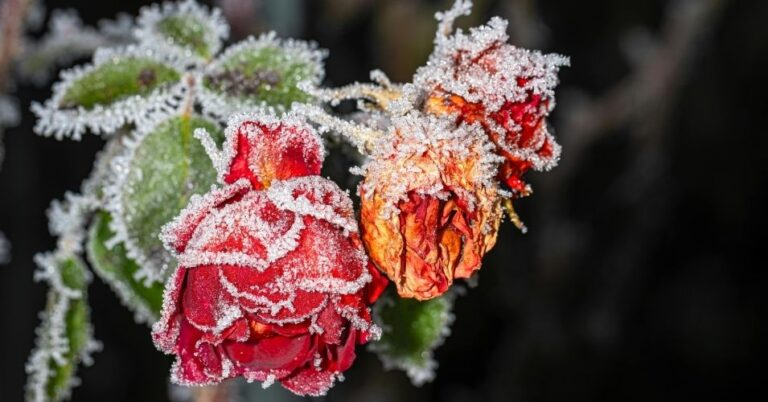 Roses In Winter Protecting and Caring for Your Roses During Winter - MelodyRepeat