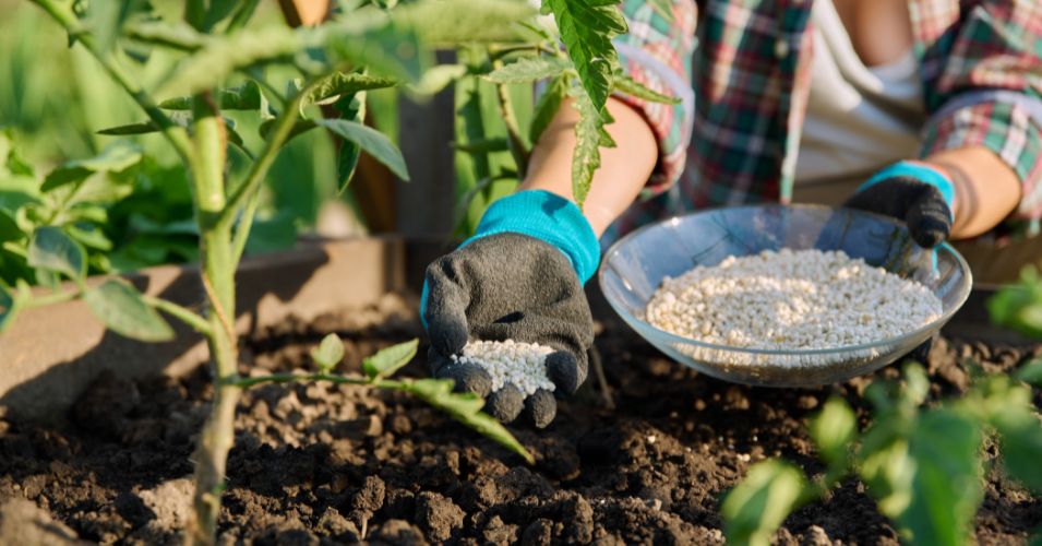 A Practical Guide to Feeding Plants in Spring - MelodyRepeat