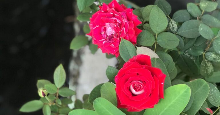 Caring for Roses the Right Way in Spring - MelodyRepeat