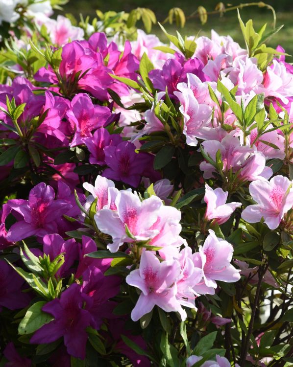 Azalea_3